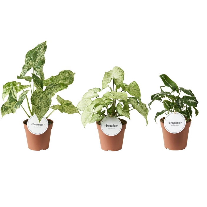 Syngonium