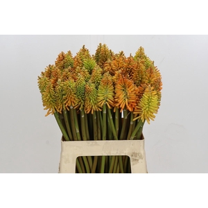 Kniphofia Eycone Peach