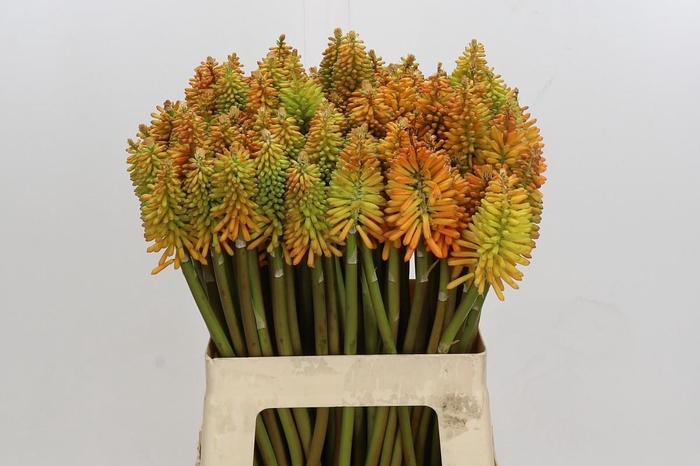 <h4>Kniphofia Eycone Peach</h4>