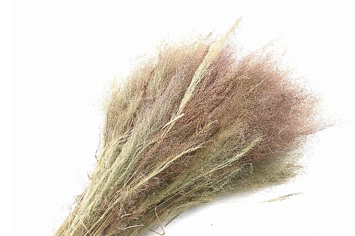 Agrostis Natural