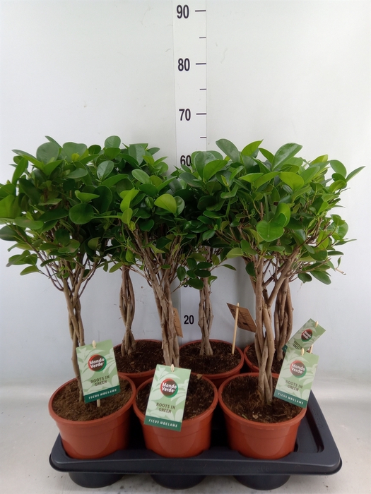 <h4>Ficus microcarpa 'Moclame'</h4>