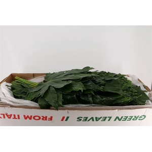 FATSIA JAPONICA BLAD