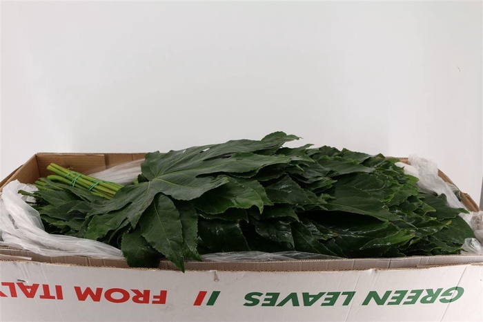 <h4>FATSIA JAPONICA BLAD</h4>