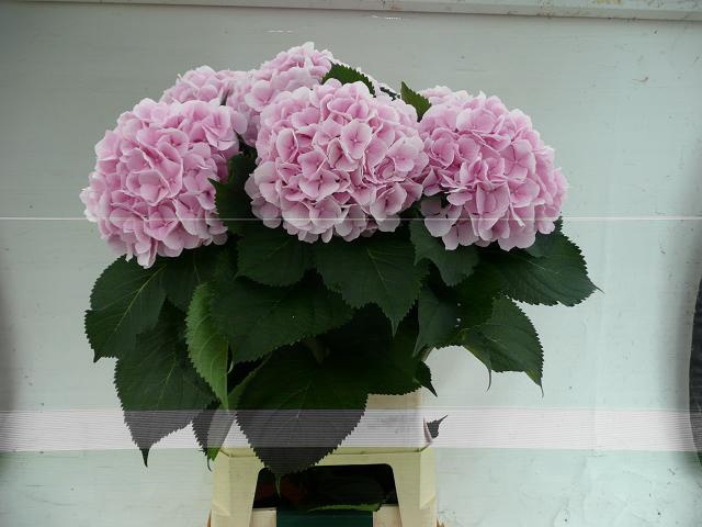<h4>HYDR M CH VERENA</h4>
