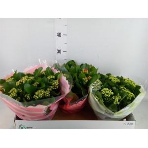 Kalanchoe blos.   ..rosebud mix  4