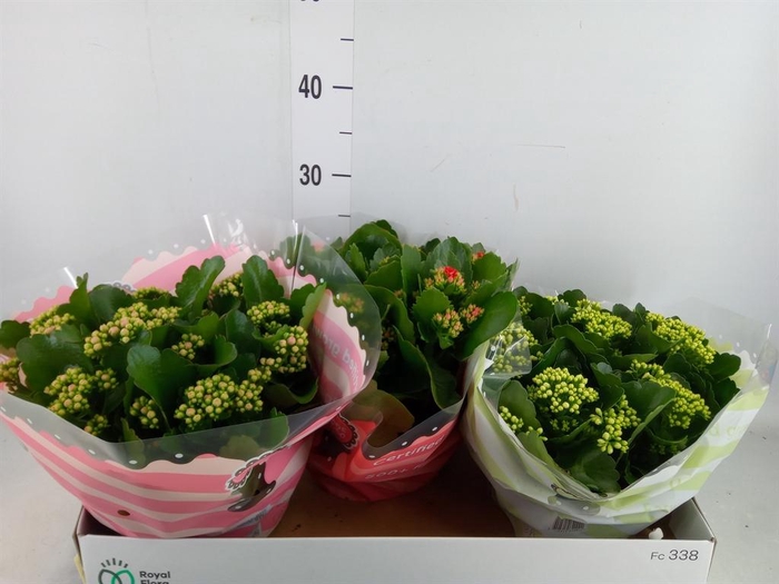 <h4>Kalanchoe blos.   ..rosebud mix  4</h4>