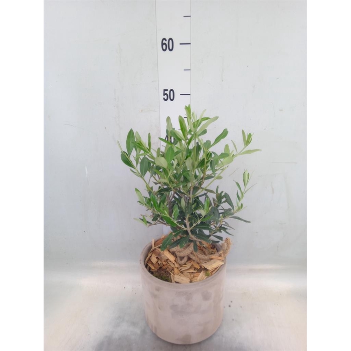 <h4>Arr.   Tuinplanten H%</h4>