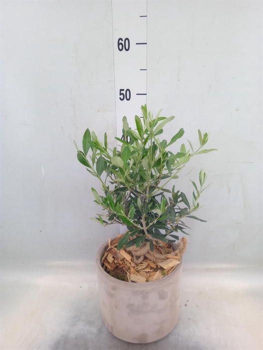 <h4>Arr.   Tuinplanten H%</h4>