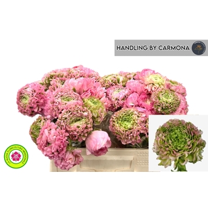 RAN PON PON HERMIONE