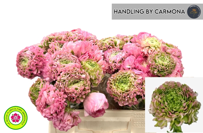 <h4>RAN PON PON HERMIONE</h4>