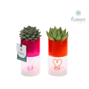 LED hartlicht planter met Succulent
