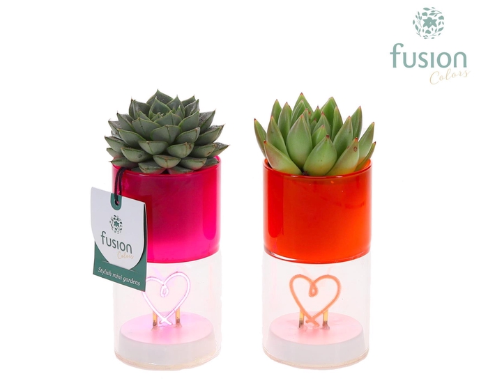 <h4>LED hartlicht planter met Succulent</h4>
