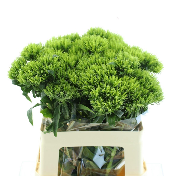 <h4>Di Barb Green Wicky Extra X30</h4>