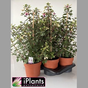FUCHSIA B F MIXK