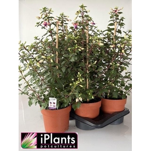 FUCHSIA B F MIXK