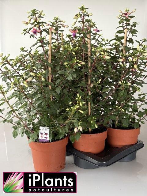 <h4>FUCHSIA B F MIXK</h4>