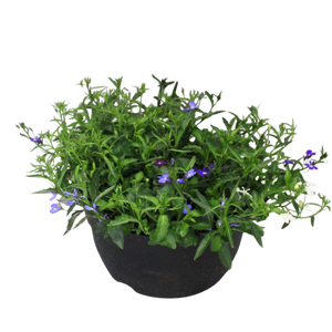 Schaal 26 Mix 12 Lobelia Trio