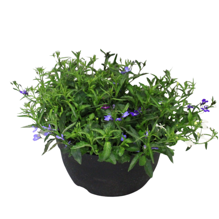 <h4>Schaal 26 Mix 12 Lobelia Trio</h4>