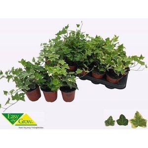 Hedera helix   ...mix 3