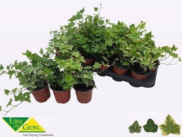 <h4>Hedera helix gemengd 3 soorten</h4>