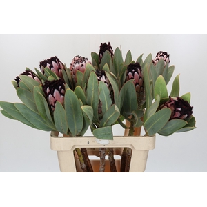 Protea African Didi