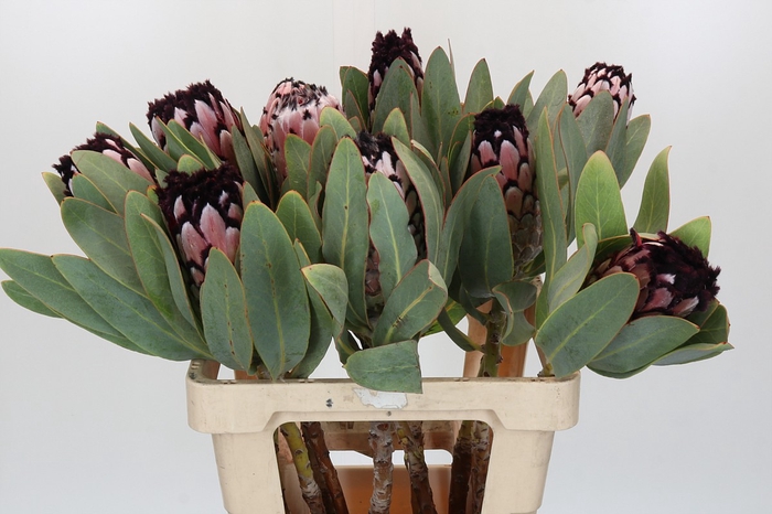 <h4>Protea African Didi</h4>