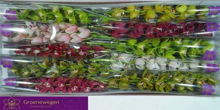 <h4>Cymb Mi Gem</h4>