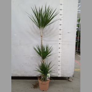 Dracaena marg.