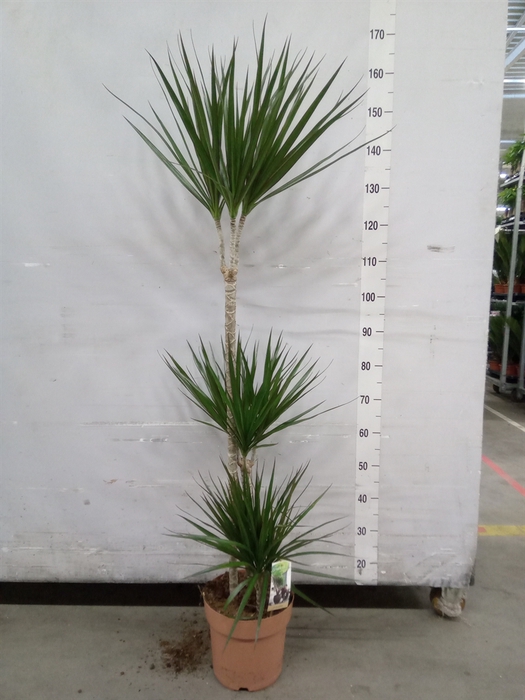 <h4>Dracaena marg.</h4>