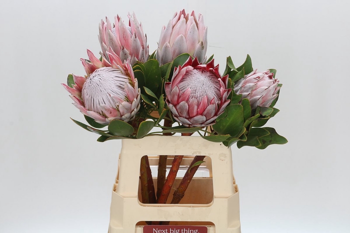 <h4>Protea Cynaroides</h4>