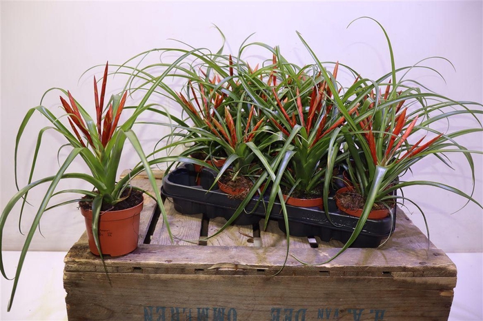 <h4>arr8 Till Flabellat</h4>