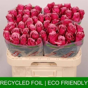 R GR MAJESTIC ATHENA