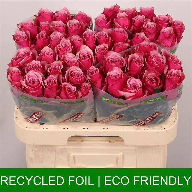 <h4>R GR MAJESTIC ATHENA</h4>