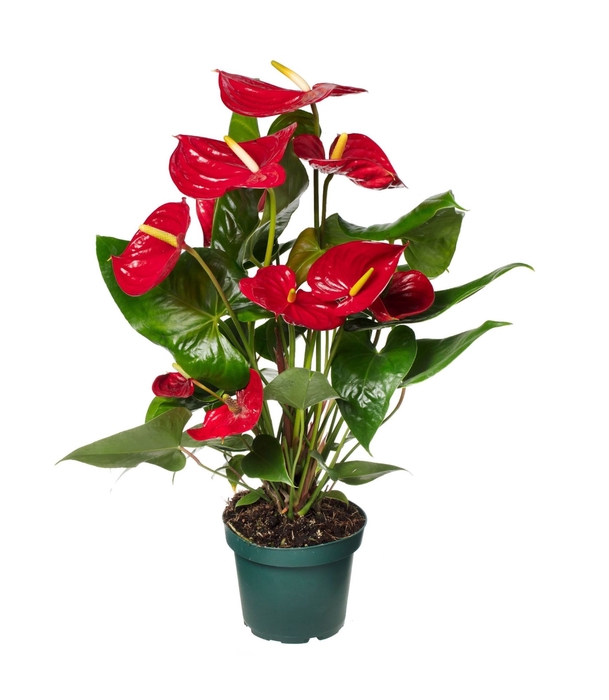 <h4>Anthurium Andr. Nevada</h4>