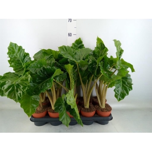 Alocasia  'Low Rider'