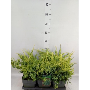 Juniperus squamata 'Holger'