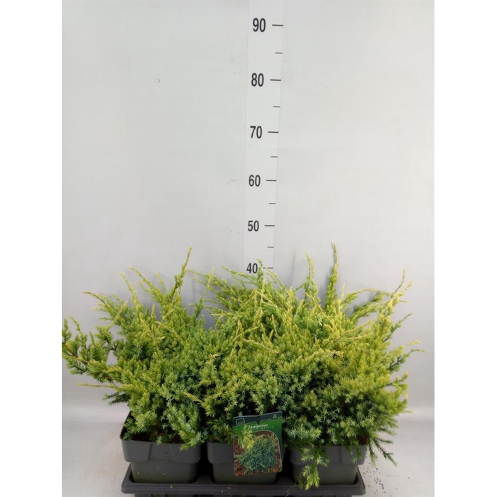 <h4>Juniperus squamata 'Holger'</h4>