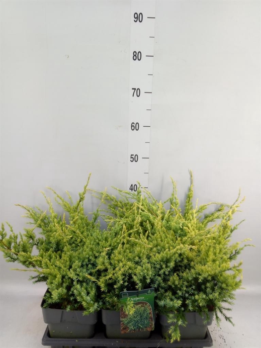 <h4>Juniperus squamata 'Holger'</h4>
