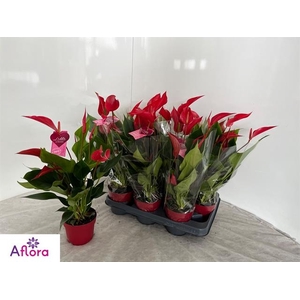 Anthurium Banderola Roja 10,5Ø 15cm 7fl