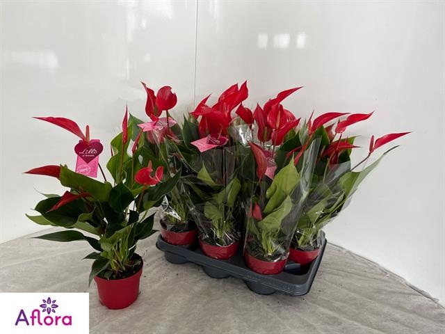 Anthurium Banderola Roja 10,5Ø 15cm 7fl