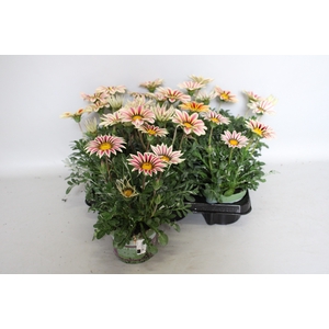 Gazania Kiss White Flame