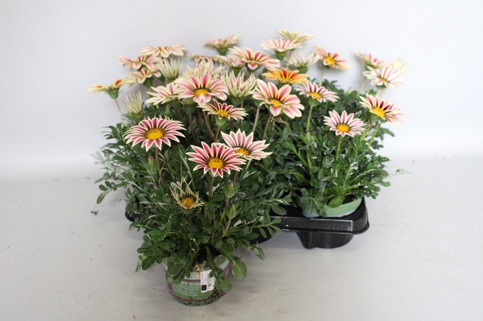 <h4>Gazania Kiss White Flame</h4>