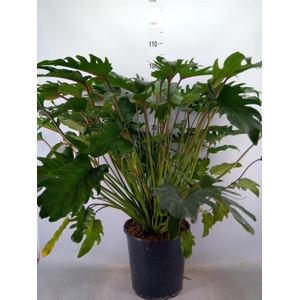 Philodendron xanadu