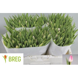 Tulipa si first class