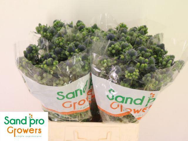 <h4>ERYNG MAGICAL GRAND LAGOON</h4>