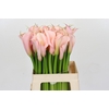 Zantedeschia Eydolls Pink