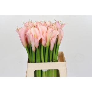 Zantedeschia Eydolls Pink
