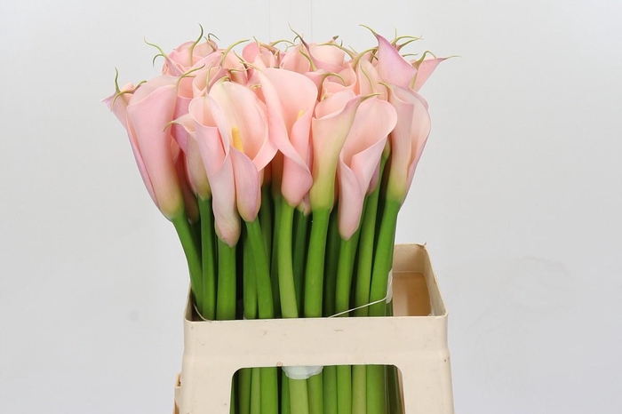 Zantedeschia Eydolls Pink