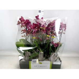 Phalaenopsis multi. 'Red Lion'