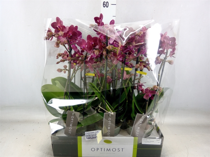 <h4>Phalaenopsis multi. 'Red Lion'</h4>